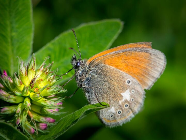 Parque de Small Heath